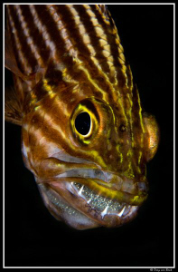 a mouth full of eggs... by Dray Van Beeck 